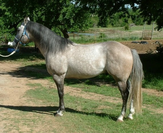 Quarter Horse stallion, War Chiefs Pride